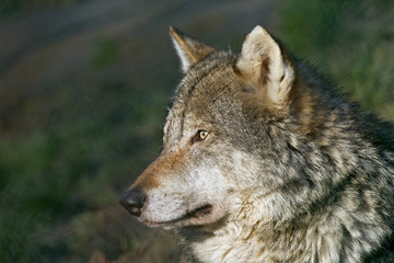 Wall Mural - grey wolf close up