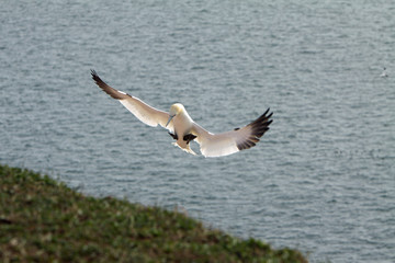 Sticker - Basstölpel am Vogelfelsen auf Helgoland