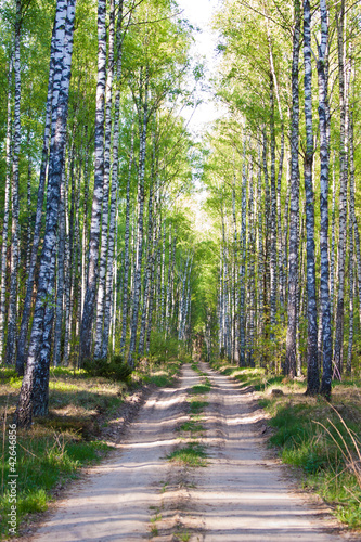 Nowoczesny obraz na płótnie European forest, Poland, Biebrza region