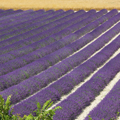 Sticker - Provence - Champs de Lavandes & Blés