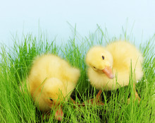 Duckling In Green Grass On Blue Background
