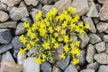 Yellow Flowers Among Rocks