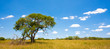 African landscape in Kruger National Park, South Africa