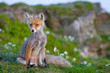 Young red fox, early mornig