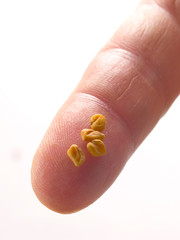 Poster - close up of a pinch of fenugreek seeds