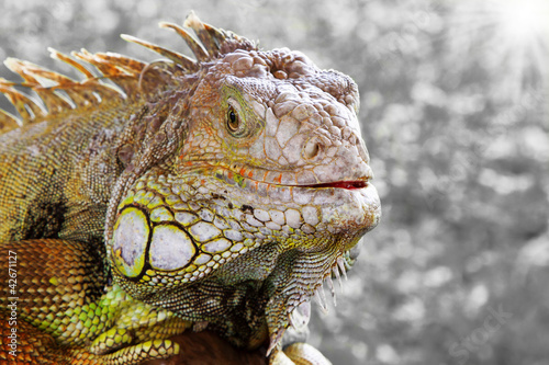 Fotoboard na płycie Iguana