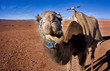 Camel in Sahara Desert Africa