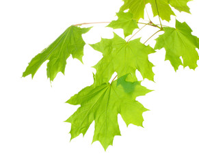 Poster - maple leaves isolated on white