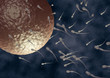 3d illustration of spermatozoa fecundating an ovule