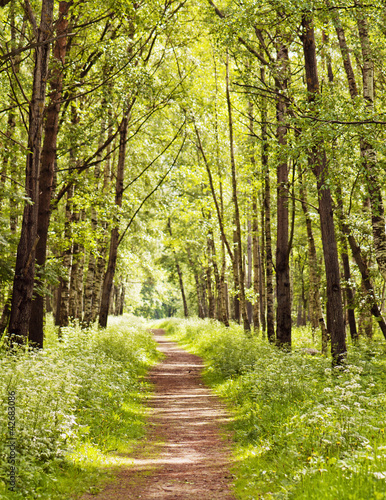 Naklejka na szybę Path in a sunny summer forest