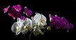 Purple and white orchid on black