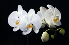 White Orchid On Black
