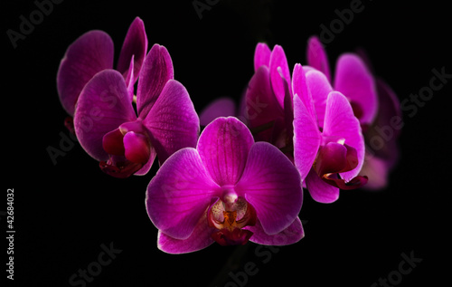 Obraz na płótnie canvas Purpurowa orchidea na czarno