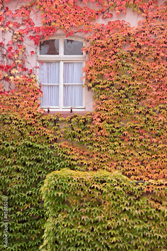 Wilder Wein an Hauswand kaufen Sie dieses Foto und finden Sie