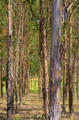 Wall Mural - Eukalyptus - eucalyptus 18