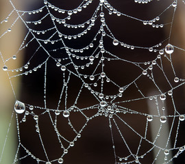  dew and spider web