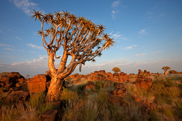 Canvas Print - Quiver tree landscape, Namibia