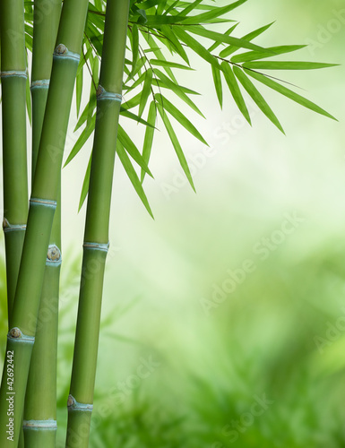 Dekoracja na wymiar  bambusowe-drzewo-z-liscmi