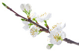 blossoming cherry tree isolated on white background