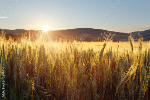 Naklejka na szybę Sunset over wheat field