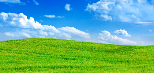 Wheat field and blue sky