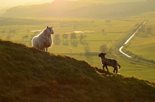 A Sheep And Its Lamb In The Evening Light