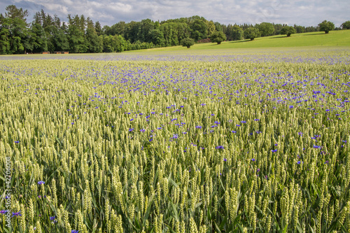 Board z aluminiowym obramowaniem Cornflowers w pszenicznym polu, Bavaria