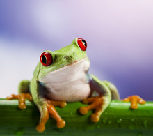 Red Eye Frog And Blue Sky