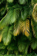 Palm tree leaves, full frame