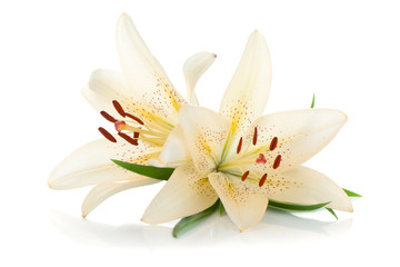 Two white lily