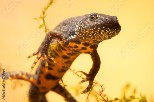Cuadros en Lienzo great crested new or water dragon