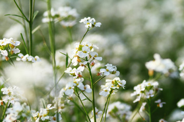 capsella bursa-pastoris