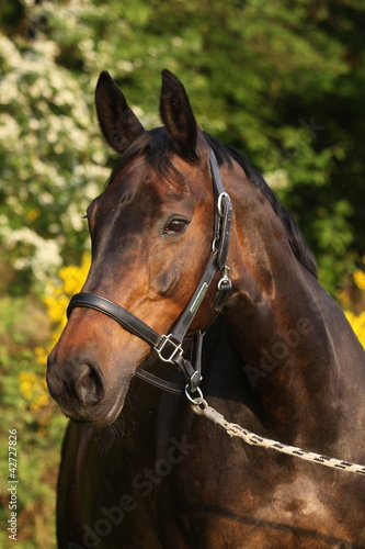 Naklejka - mata magnetyczna na lodówkę Warmblutportrait bunt