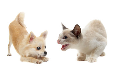 Wall Mural - aggressive cat and puppy chihuahua