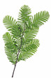 © Joachim - Urweltmammutbaum - Metasequoia glyptostroboides