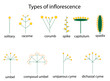 types of inflorescence