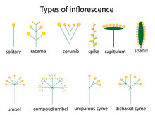 Types Of Inflorescence
