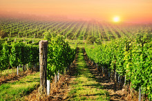 Green Vineyard In South Moravia At Sunrise