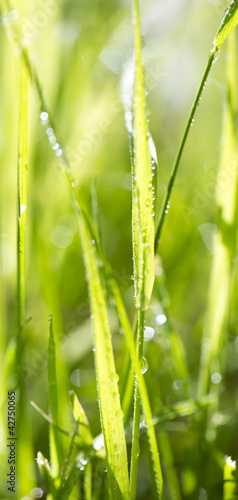 Fototapeta na wymiar Blade of grass in morning dew