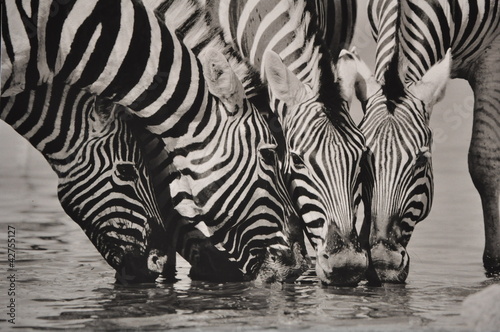 Obraz na płótnie canvas czteroczęściowy "tetraptyk" Namibia zebra sw