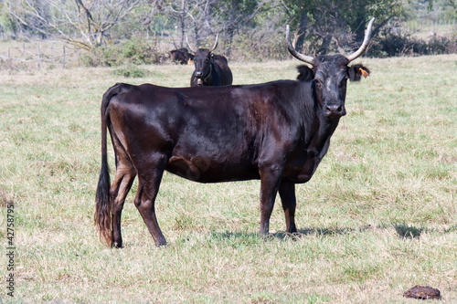 Board z aluminiowym obramowaniem Camargue skóra bydlęca