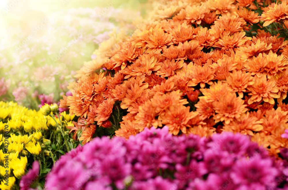 Chrysanthemum flowers background - obrazy, fototapety, plakaty 