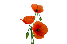 Isolated Poppies On White Background