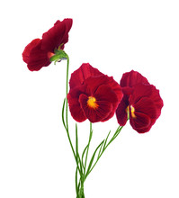 Three Red Pansy Flowers Isolated On White