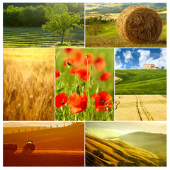 Fotomurales - meadow in spring collage
