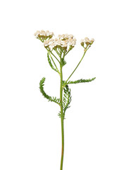 Wall Mural - Schafgarbe (Achillea millefolium)