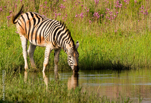 Obraz na płótnie canvas trzyczęściowy "tryptyk" Zebra burchells o miłym późnym popołudniowym drinku