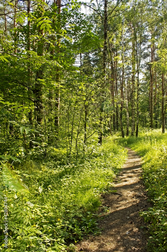Naklejka samoprzylepna Letni dzień w lesie