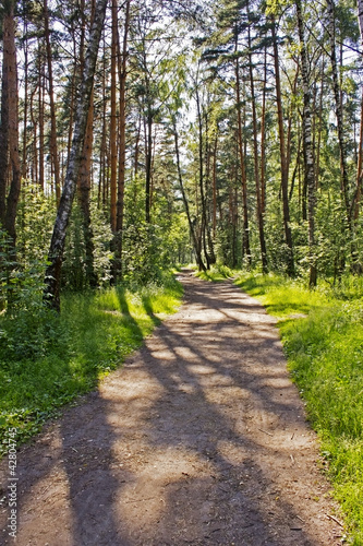 Naklejka samoprzylepna Letni dzień w lesie