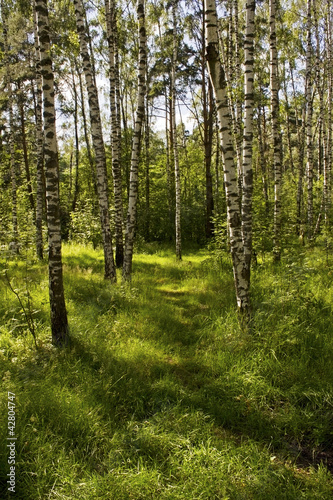 Naklejka samoprzylepna Letni dzień w lesie